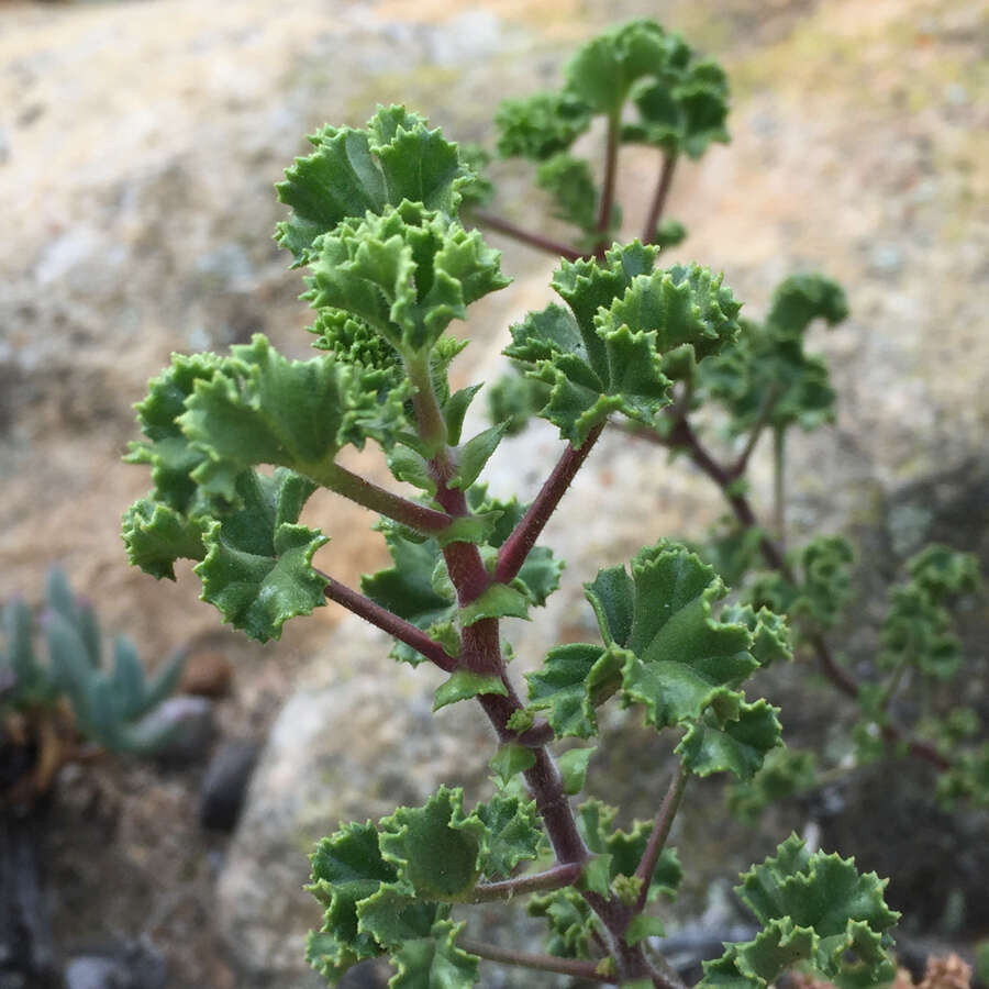 Image of Pelargonium englerianum Knuth