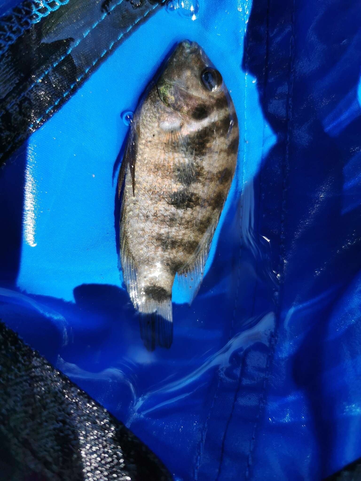 Image of Amatitlán Cichlids