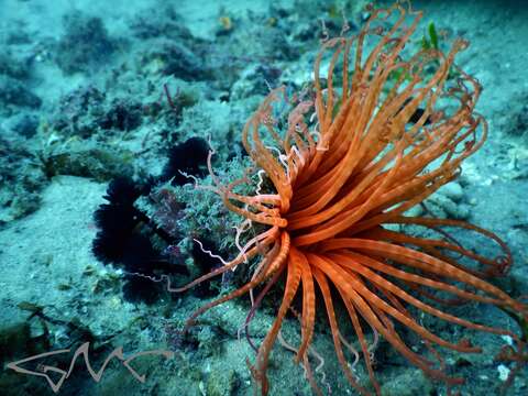 Image of Brown whirl tubeworm