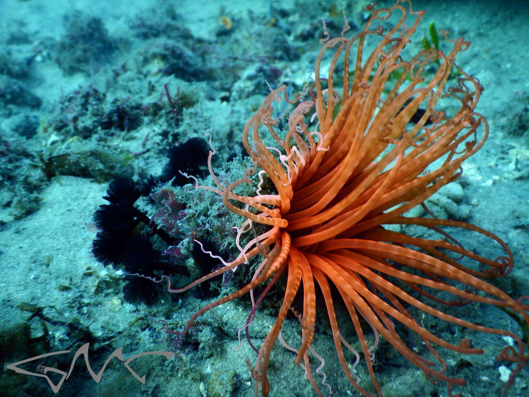 Image of Brown whirl tubeworm