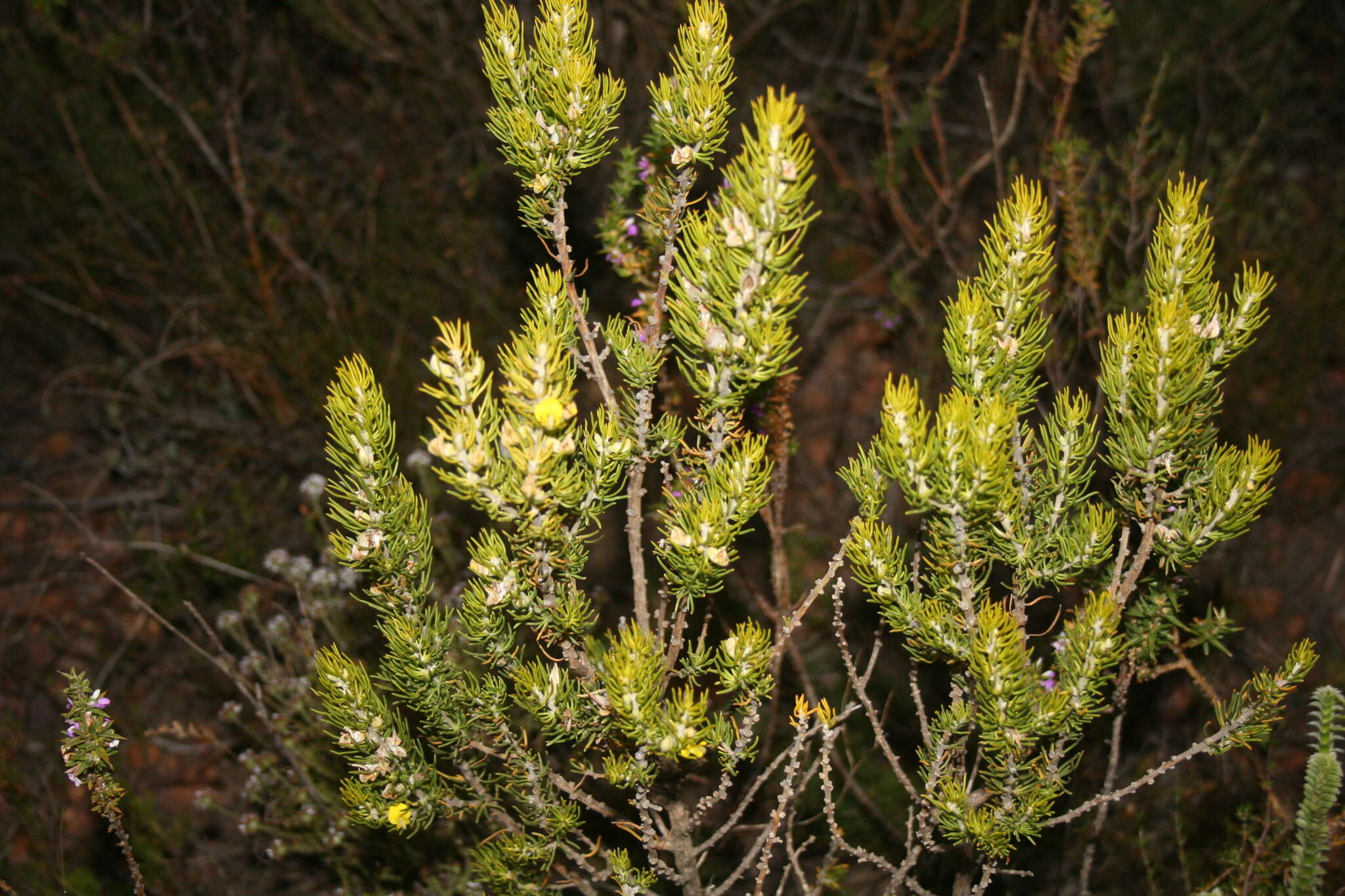 Image of Aspalathus burchelliana Benth.