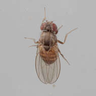 Imagem de Drosophila melanica Sturtevant 1916