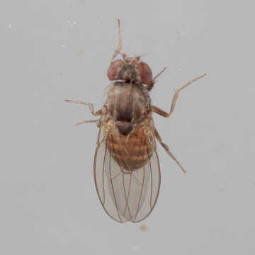 Imagem de Drosophila melanica Sturtevant 1916