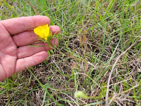 Oenothera berlandieri subsp. pinifolia (Engelm.) W. L. Wagner & Hoch resmi