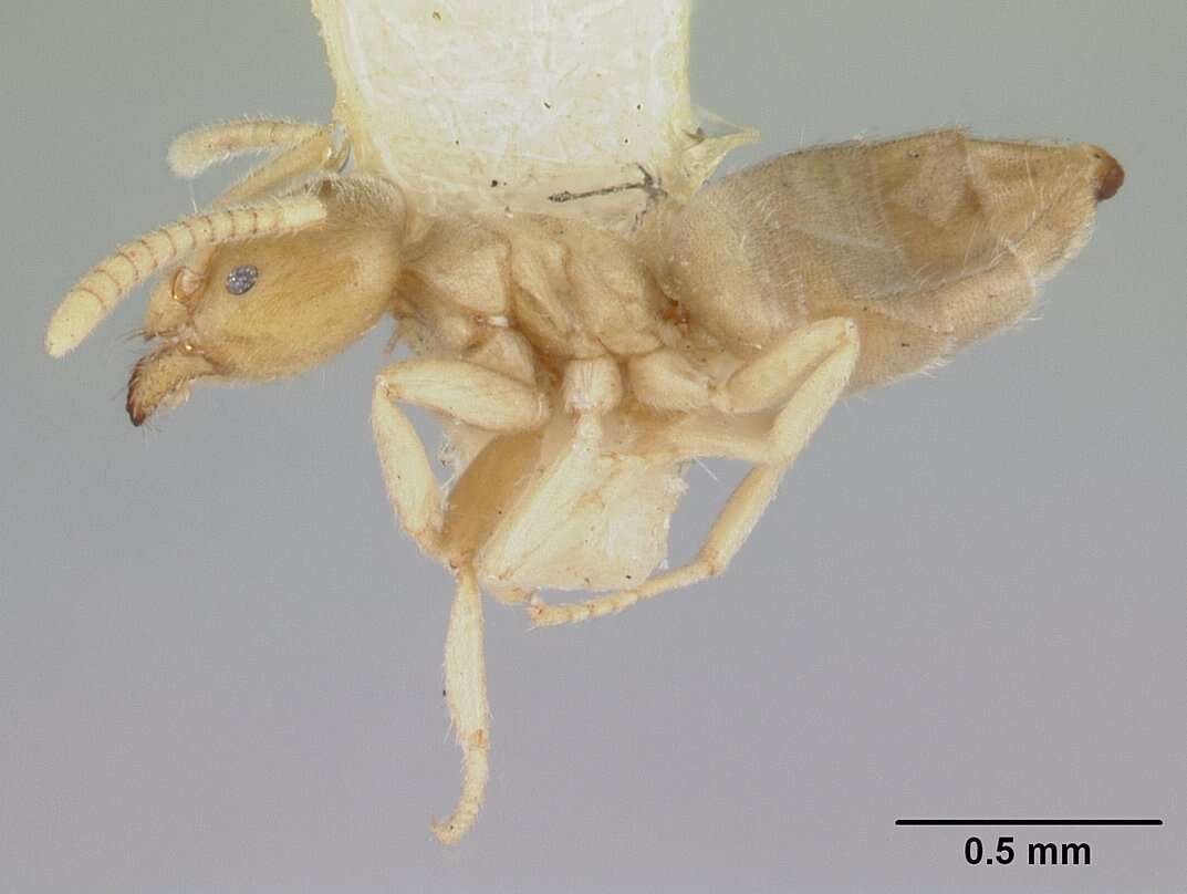 Image of Arnoldius flavus