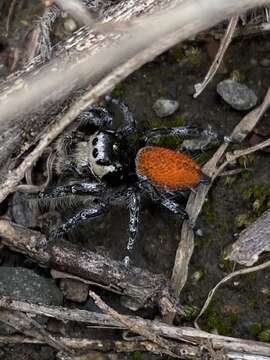 Image of Phidippus phoenix Edwards 2004