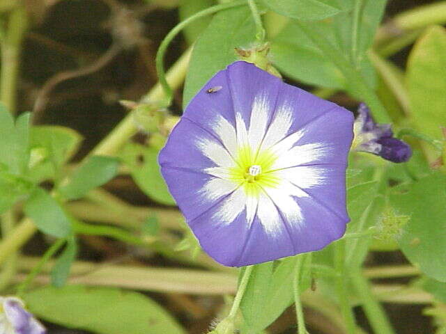 Image of Dwarf Morning Glory