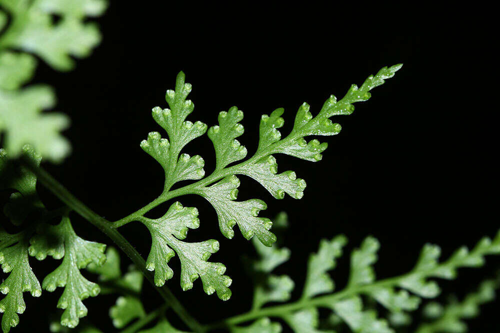 Sivun Dennstaedtia wilfordii (T. Moore) H. Christ kuva