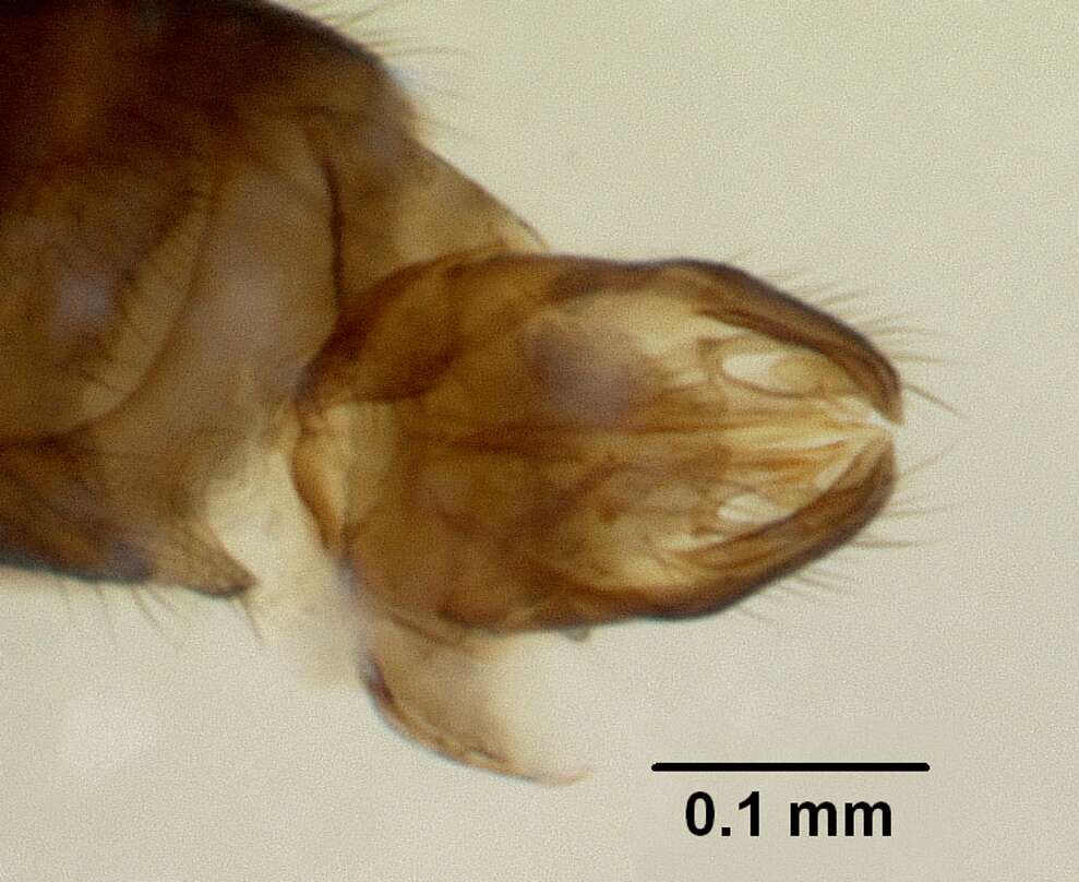 Image of Paraprionopelta
