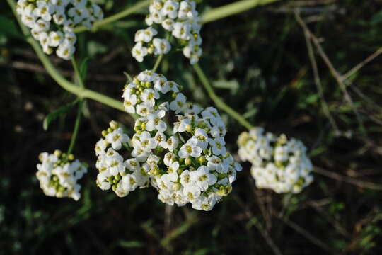 Image of Crambe tataria Sebeók