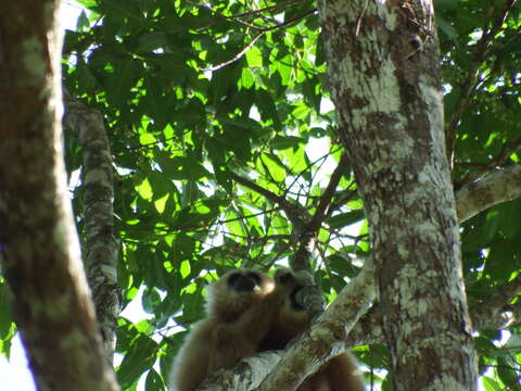 Image of White-handed Gibbon