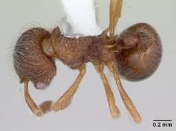 Image of Lachnomyrmex mackayi