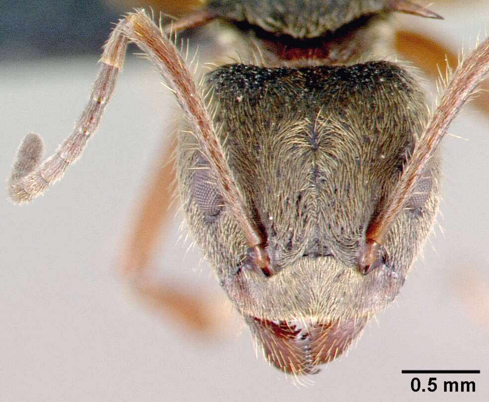 Image of Dolichoderus validus (Kempf 1959)