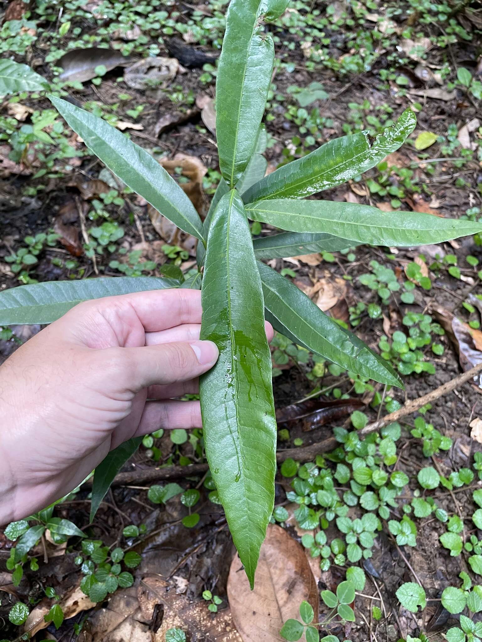 Sivun Pouteria dictyoneura subsp. fuertesii (Urb.) Cronquist kuva