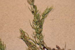 Image of Delicate Stonewort