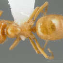 Imagem de Lasius latipes