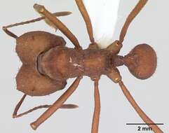 Image of Ant