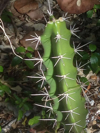 Image of Barbed-wire cactus