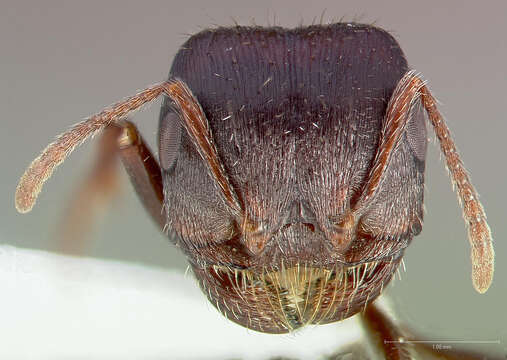 Image of Rough Harvester Ant