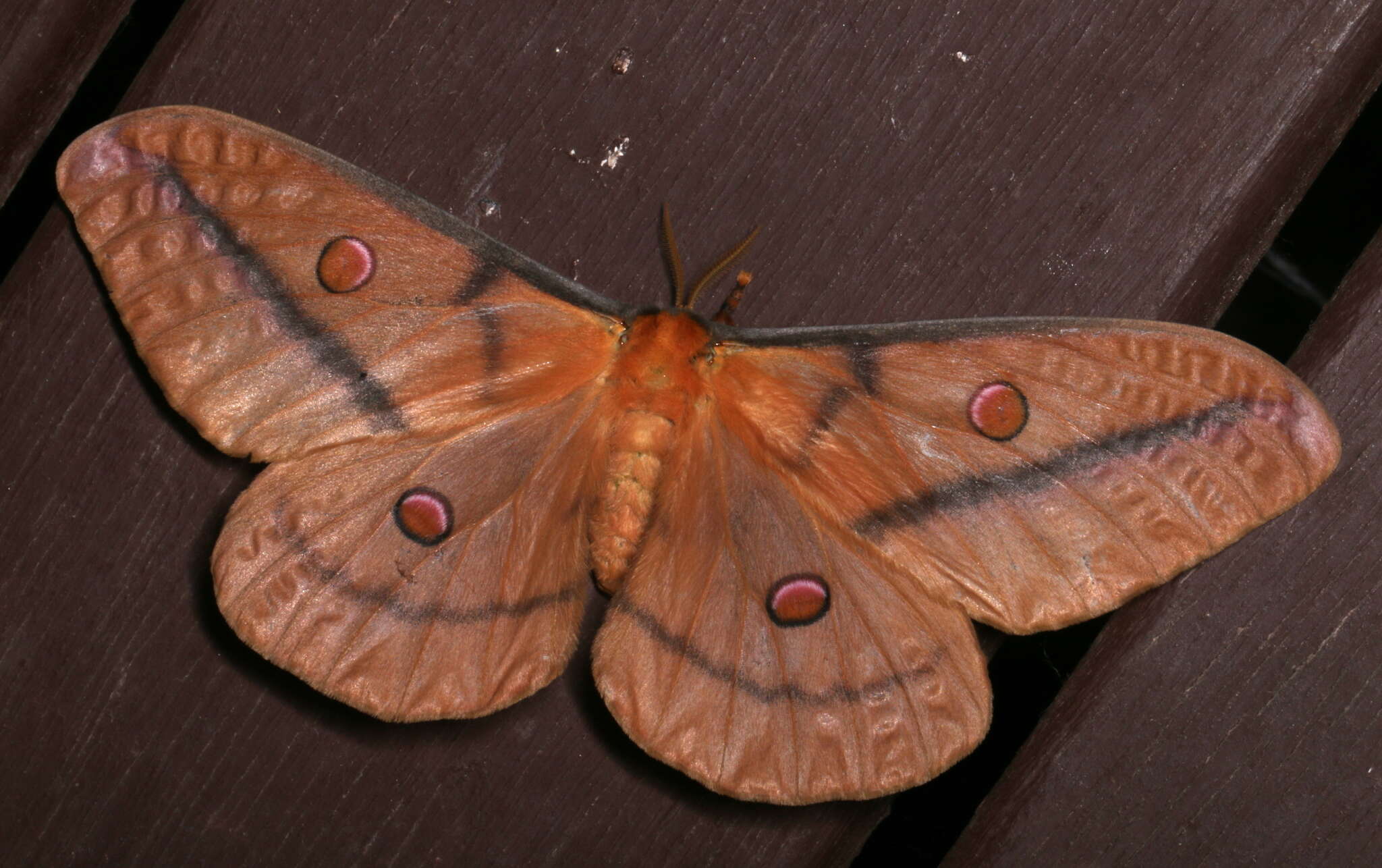 Image of Opodiphthera astrophela Walker 1855