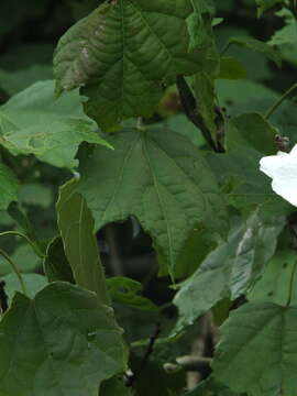 Image of Hibiscus platanifolius (Willd.) Sweet