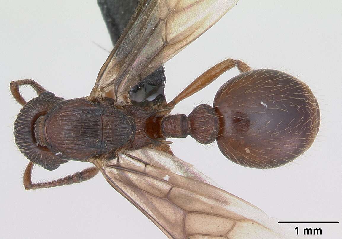 Image of Myrmica gallienii Bondroit 1920