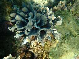 Image of Rose coral