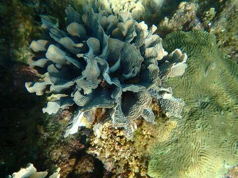 Imagem de Agaricia tenuifolia Dana 1846