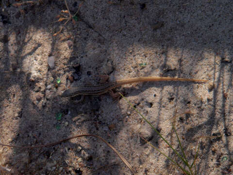 Image of Common Rough-scaled Lizard