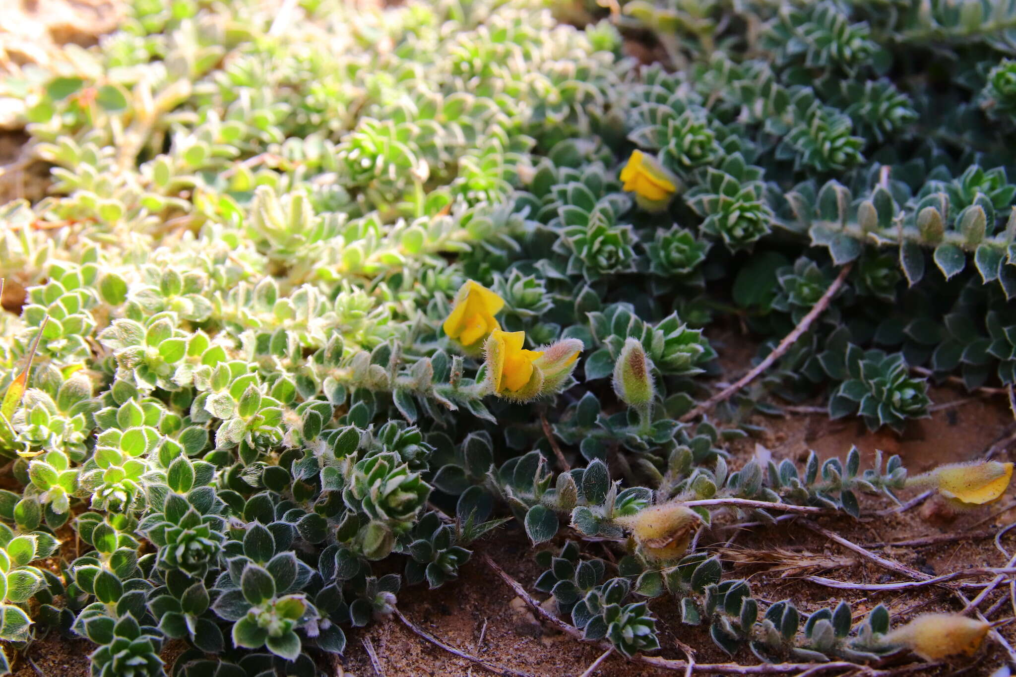 Image of Crotalaria similis Hemsl.