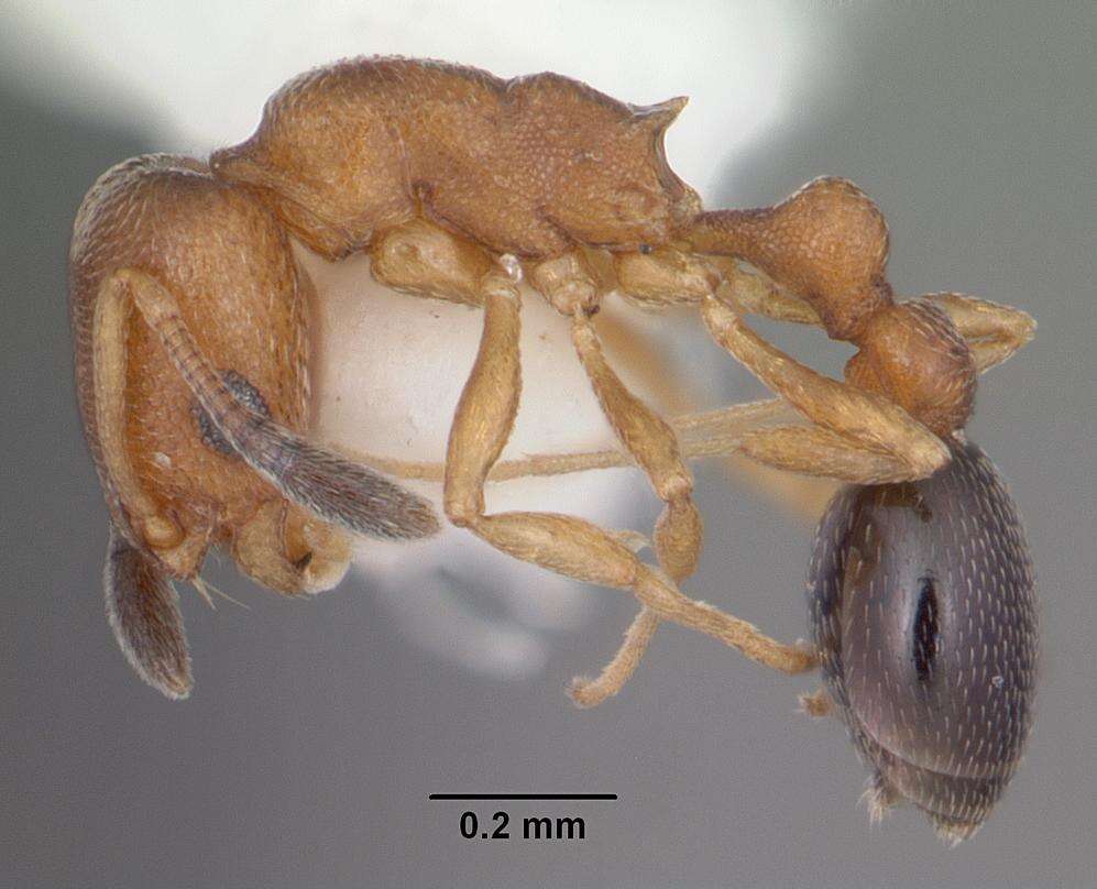 Image of Ant