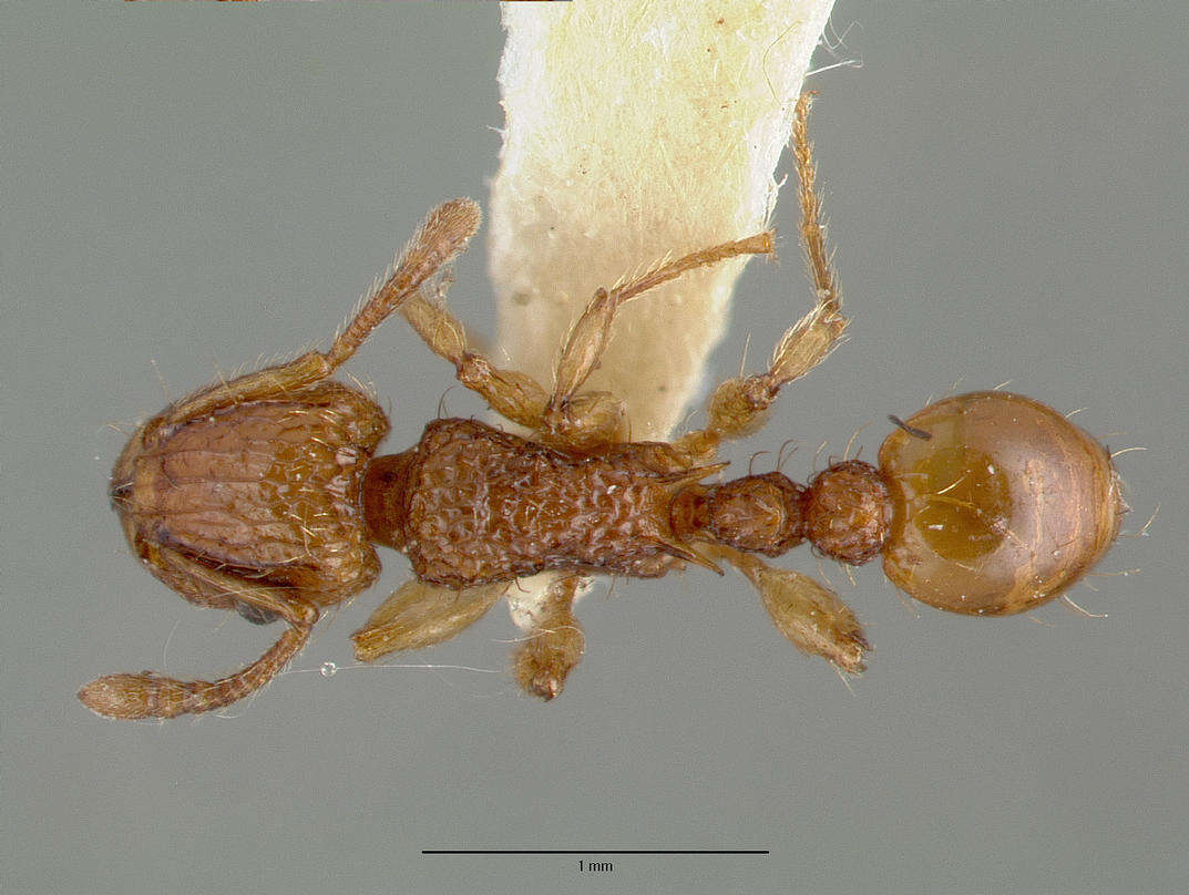 Image of Ant