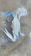 Image of lesser blue crab