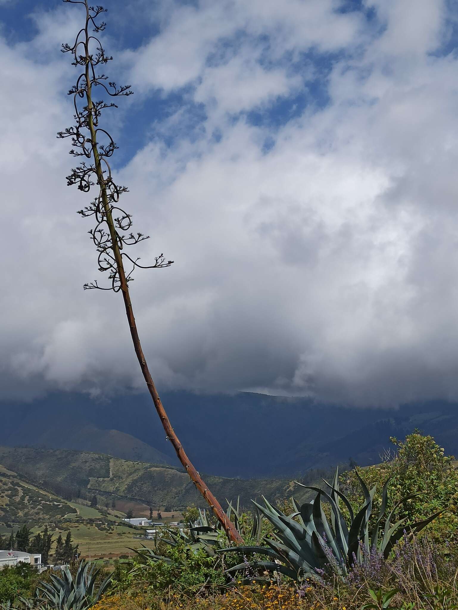 Agave americana subsp. americana resmi