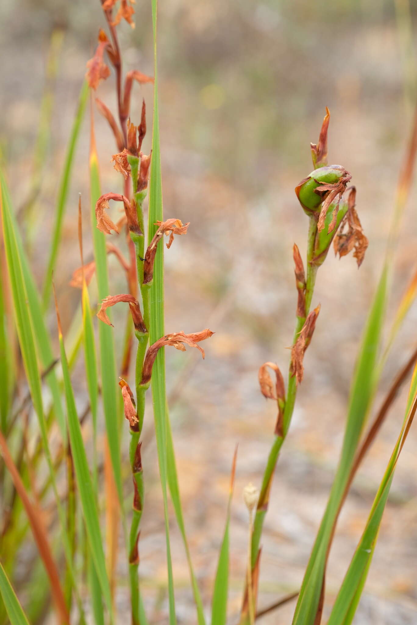 Image of Watsonia amabilis Goldblatt