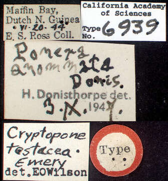 Image of Cryptopone testacea Emery 1893