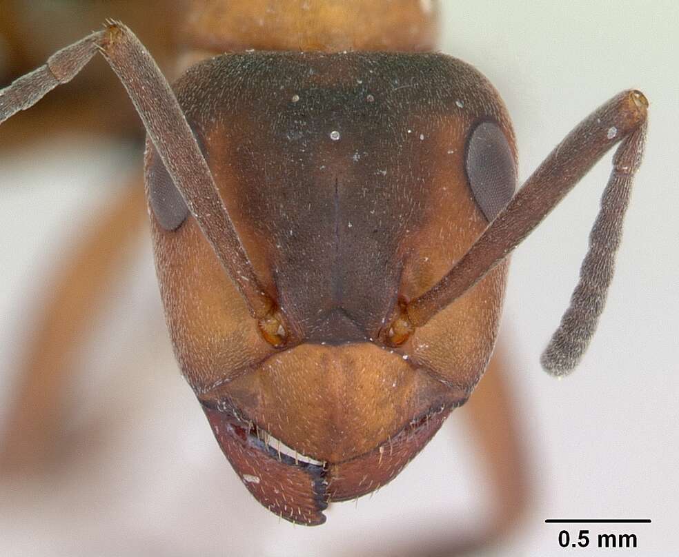 Image of Scottish wood ant