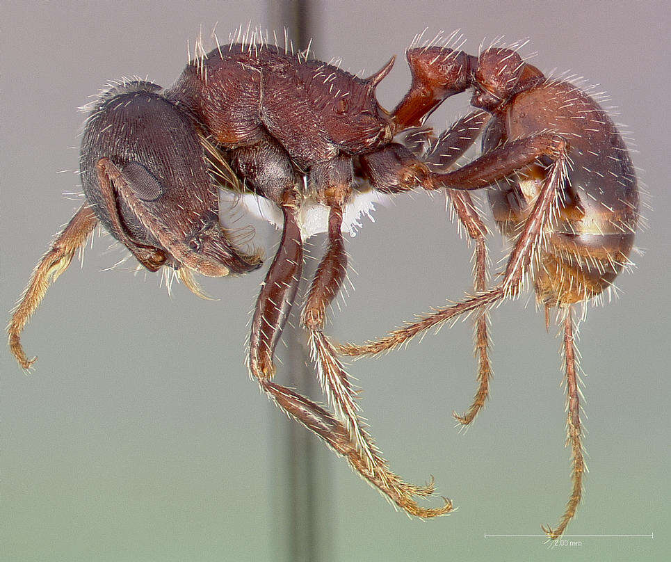 Image of Rough Harvester Ant