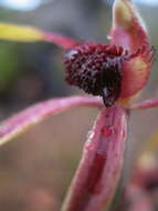 Image of Reaching spider orchid