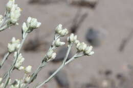 Слика од Pseudognaphalium leucocephalum (A. Gray) A. A. Anderberg