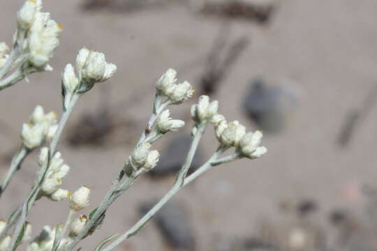 Image of white cudweed
