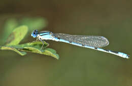 Image of Familiar Bluet