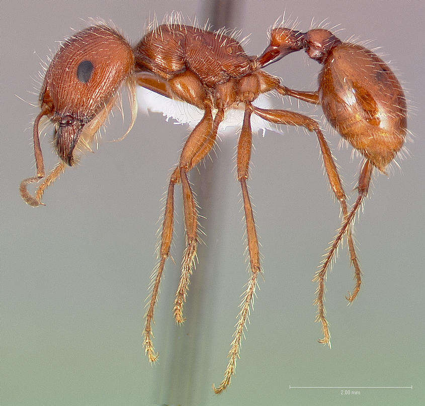 Image of California Harvester Ant