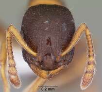 Imagem de Leptothorax muscorum (Nylander 1846)