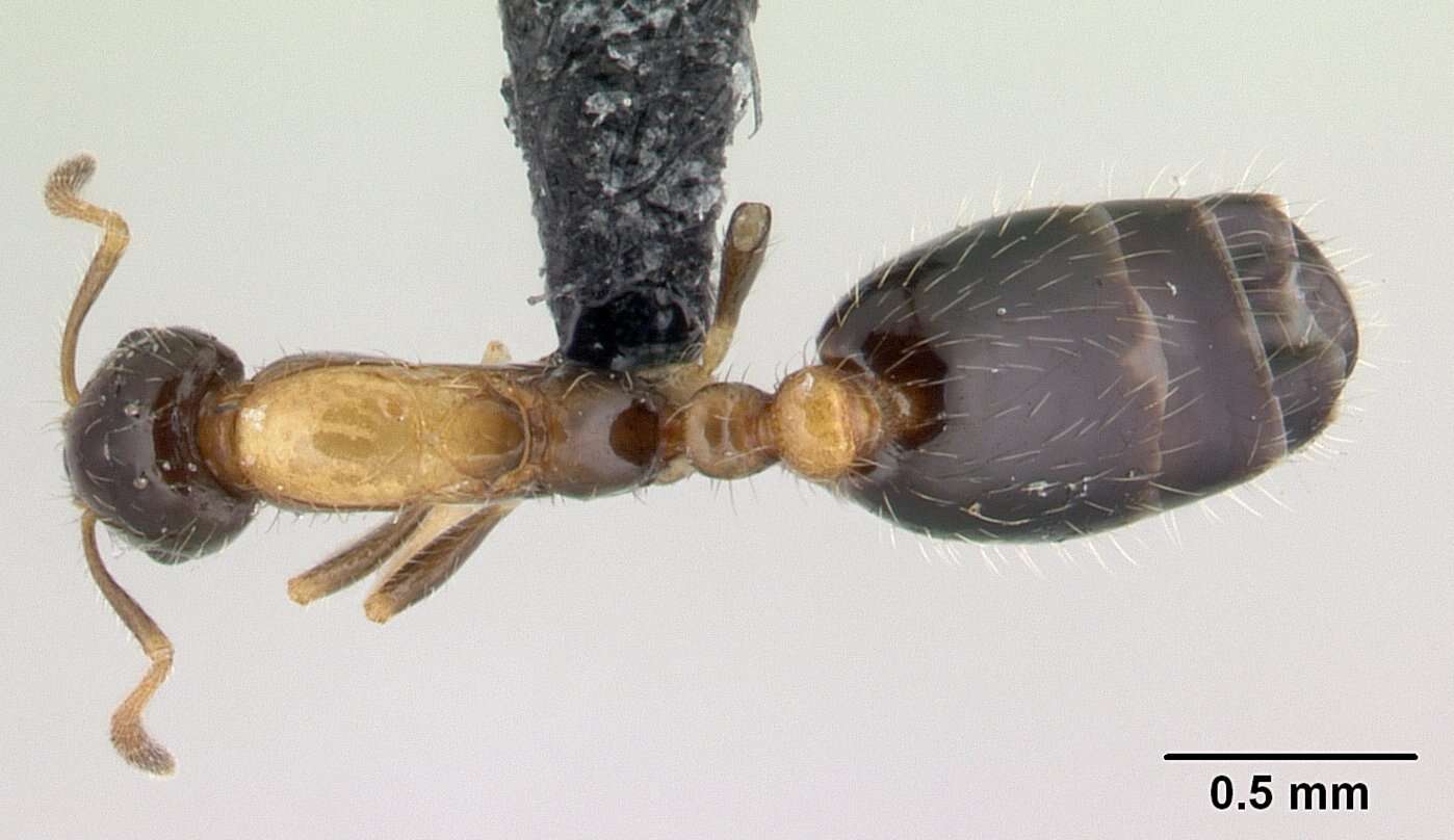 Monomorium floricola (Jerdon 1851) resmi