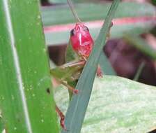 Image of Red-headed Meadow Katydid