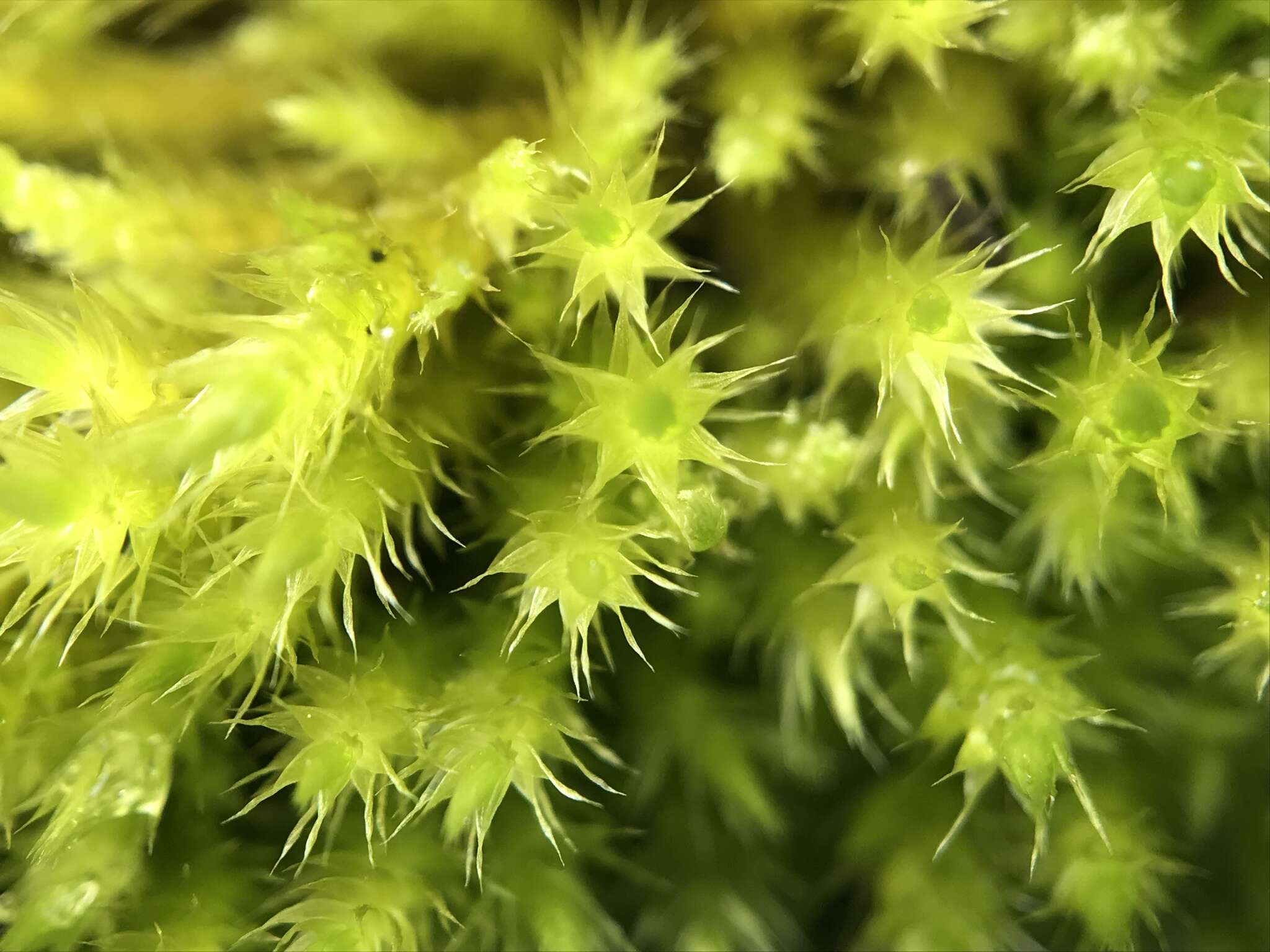 Image of silken homalothecium moss