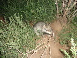 Image of Plains viscachas