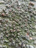 Image of Beaded rim-lichen;   Rim lichen