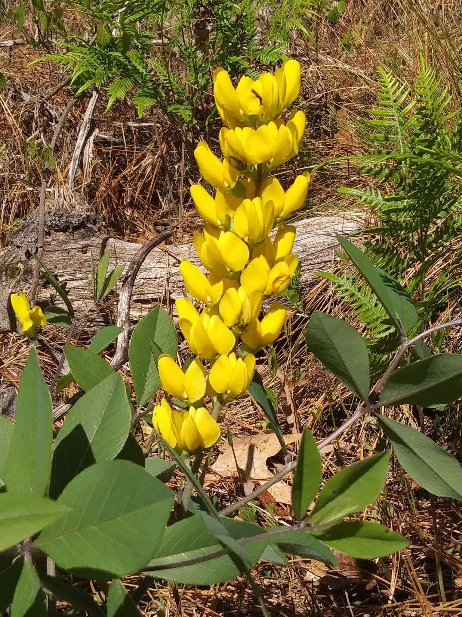 Image de Baptisia cinerea (Raf.) Fernald & B. G. Schub.